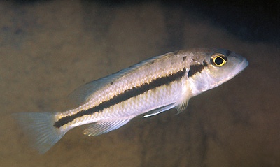 Taeniochromis holotaenia 'Nkhomo Reef'